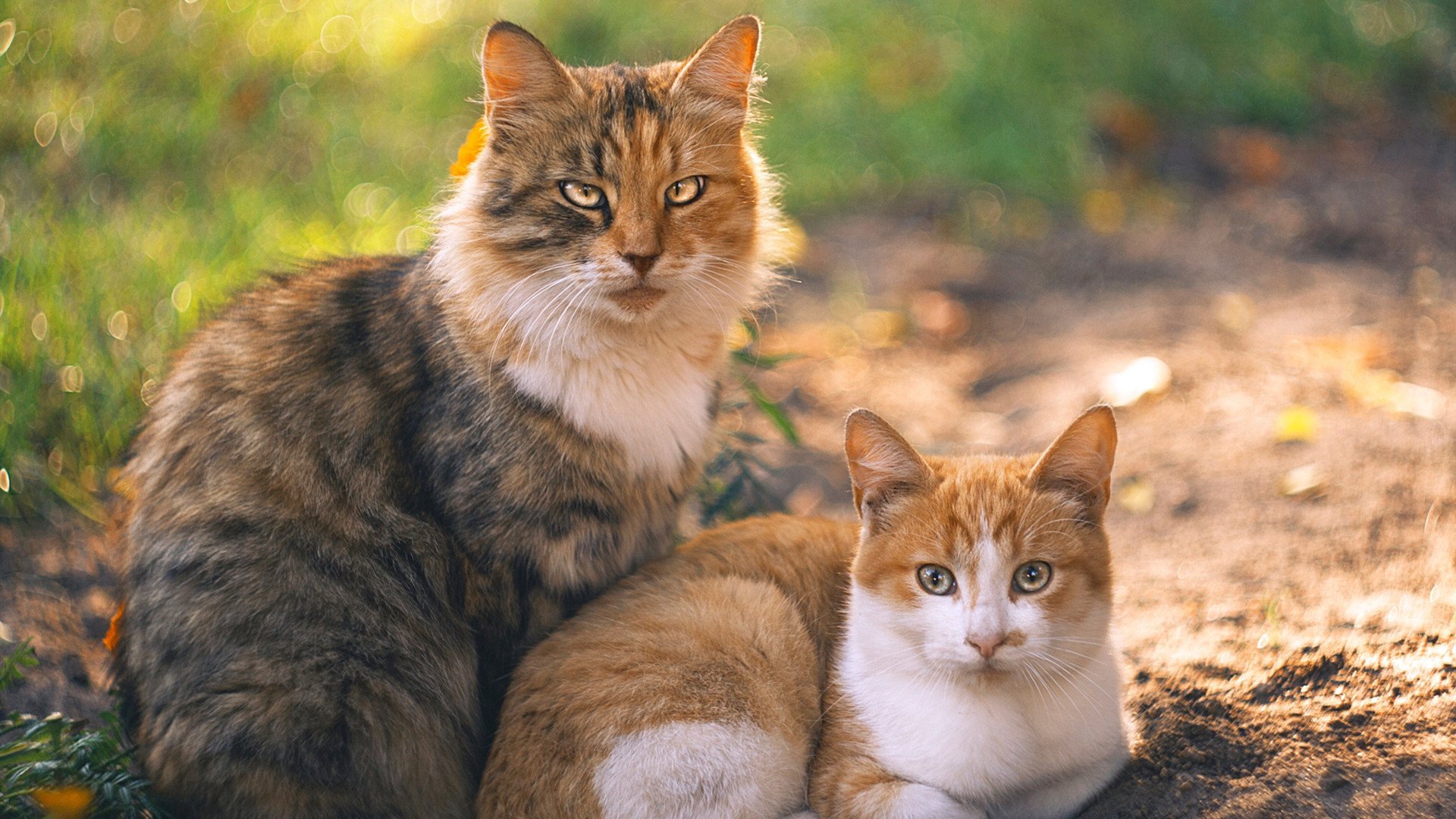 开云体育官方网入口-_冠军争夺战激烈开启！谁能夺得本年度赛事桂冠？_，冠军大赛