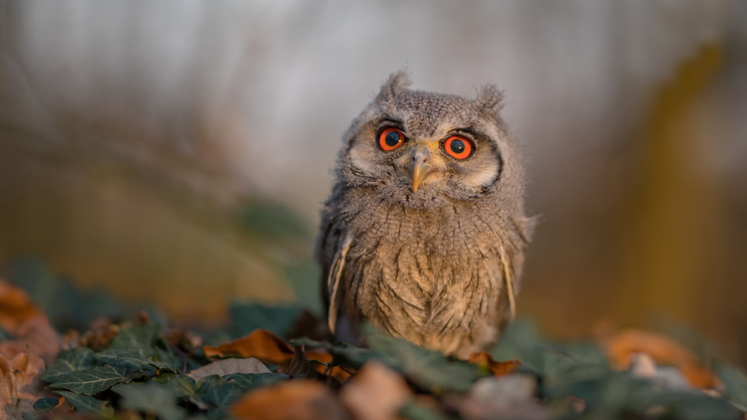 开云APP-_快船迎战强敌，不断提升战术水平_，快船战况