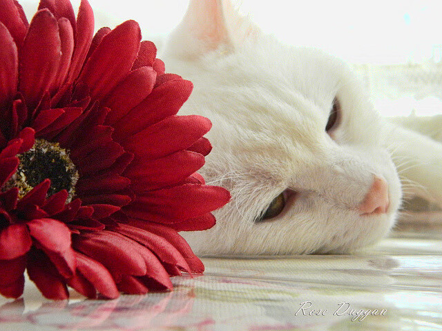 kaiyun体育app-《电竞行业招聘火热：岗位增多职业路径多样化》，电竞招人