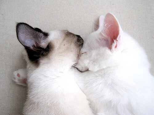 开云kaiyun-中国青少年篮球培训中心通过国际合作引入先进理念，中国青少年篮球训练营